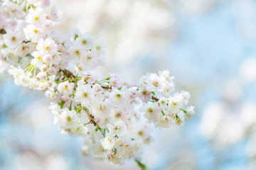 Beautiful nature scene with blooming cherry tree in spring