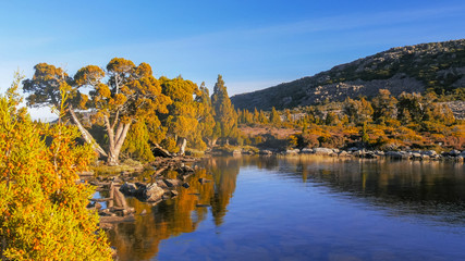 copse of pencil pines on the shore of pine lake