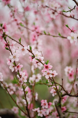 sacura flowers pink