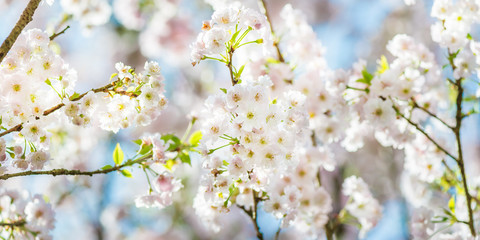 Beautiful nature scene with blooming cherry tree in spring