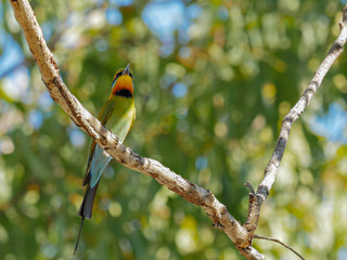 a low angle shot of a rainbow bee-eater in a tree