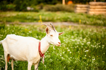 various pictures of kids feeding many baby goat.