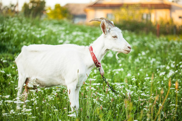 various pictures of kids feeding many baby goat.