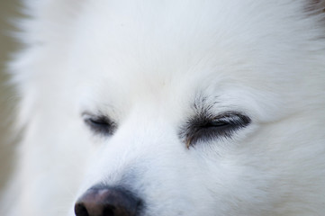 sleepy white dog