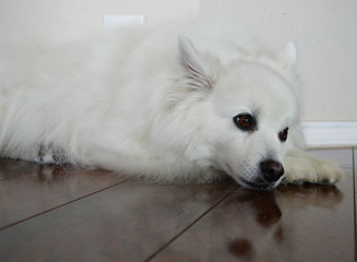 Fototapeta premium white dog