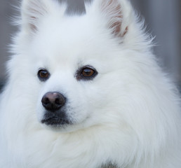 Fototapeta premium curious white dog