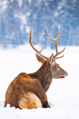 Fototapeta premium noble deer male in winter snow