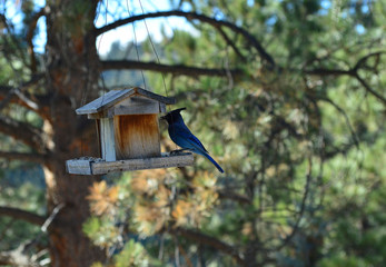 blue bird on feeder