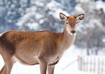 roe deer in winter snow