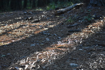 sunbeams though the trees