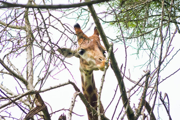  giraffe eating