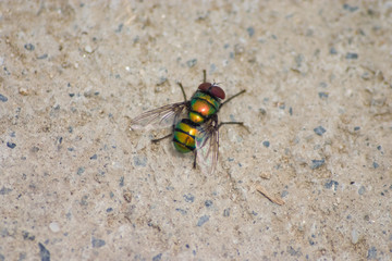 fly on leaf