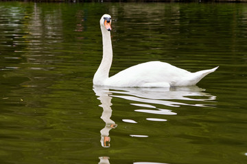  swan swimming