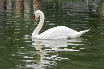 Naklejka premium swan swimming