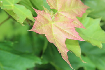 leaves of maple