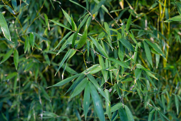 Green bamboo leaves