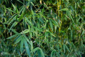 Green bamboo leaves