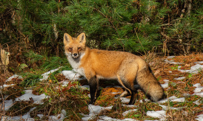 New England Fox