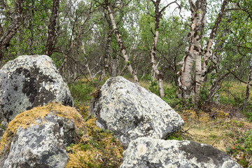 Fjellbirken und Felsen im Dovrefjell Nationalpark