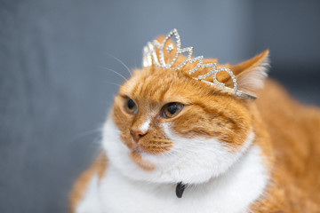 Portrait of red home Norwegian cat with princess crown on head.