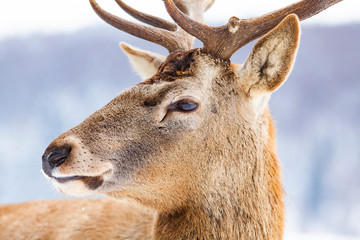 noble deer male in winter snow