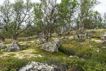 Fjellbirken und Felsen im Dovrefjell Nationalpark