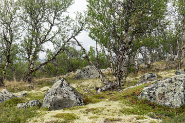 Fjellbirken und Felsen im Dovrefjell Nationalpark