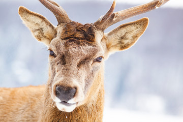 noble deer male in winter snow