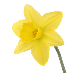 Fototapeta na wymiar Single daffolil narcissus isolated on a white background with clipping path