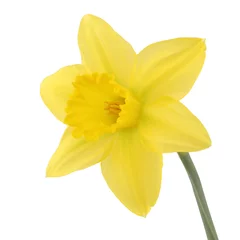 Selbstklebende Fototapeten Narzisse Single daffolil narcissus isolated on a white background with clipping path  © Vivacity Images