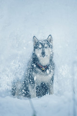 alaskan malamute dog sits and enjoys the snowfall. Front view