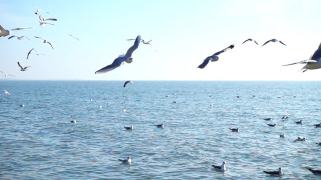 Seagulls and sea. Slow motion.