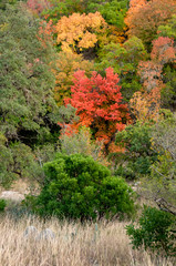 Lost Maples in Autumn