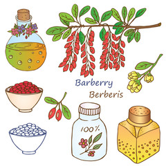 Herbs, spices and seasonings collection. Vector hand drawn illustration of a plant barberies and medical bottles with oil