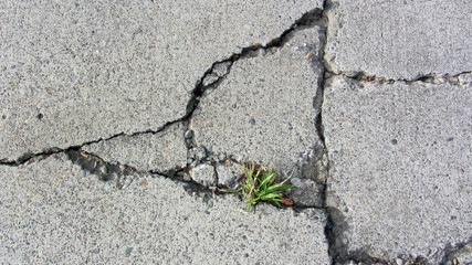 Obraz premium Weed growing through cracked concrete that is eroding