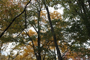 Reaching for the sky