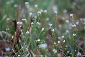 Tiny Flowers