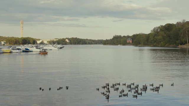 A flock of ducks resting on calm water as a boat motors away in the distance. Boats anchored on a waterway. Warm summer afternoon at a tree lined lake.