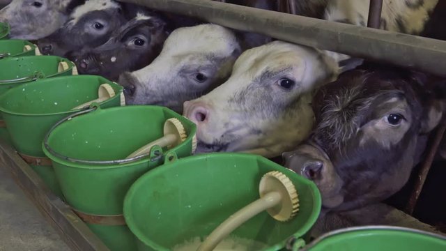 calves drink milk from rubber cow teat