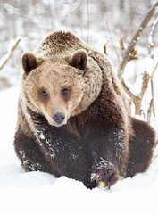  bruine beer in de sneeuw © Melinda Nagy