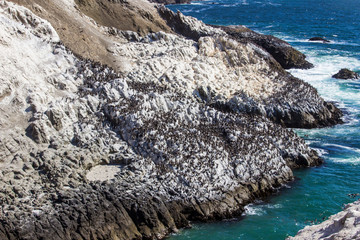 Thousands of cormorants waiting on their colony above the rocks in the cliffs over the sea to go...