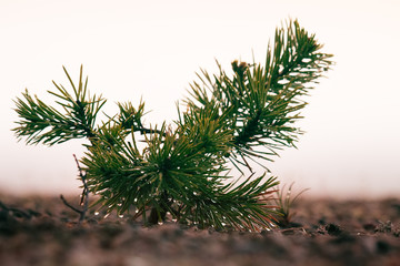 Small trees in fog and dew, pine undergrowth
