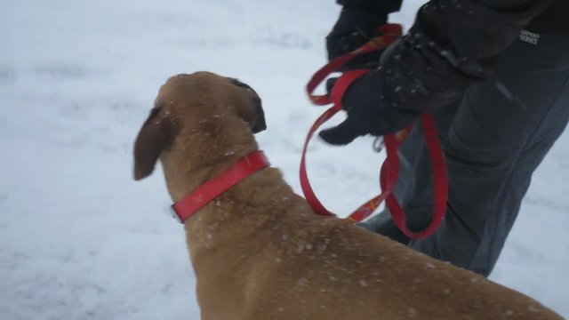 Slowmo dog runs away when let off leash. Winter time