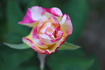 Pink and White Rose
