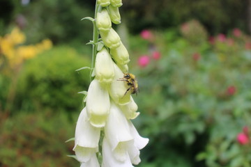 white flower with a bee
