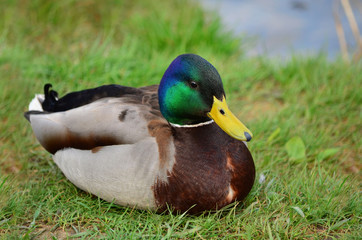 A wild duck sits on the green grass by the river in its natural habitat. Mallard - Anas platyrhynchos, male. Fauna of Ukraine. Closeup.
