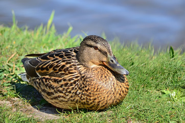 Wild duck sitting on the ground in their natural habitat. Mallard - Anas platyrhynchos, female. Fauna of Ukraine. Closeup.