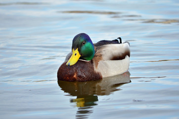 Wild duck swimming in the water. Anas platyrhynchos. Male mallard in its natural habitat. Fauna of Ukraine.