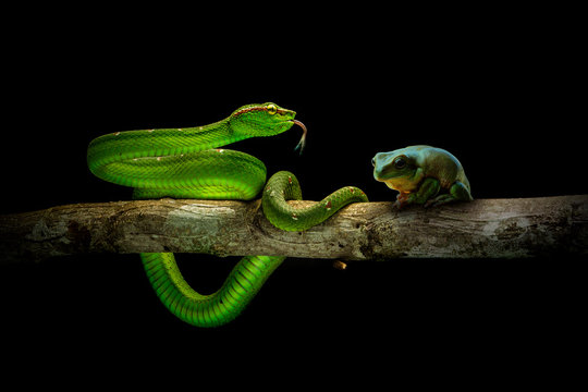 Fear of frog by the green phyton