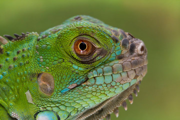 iguana portrait closeup